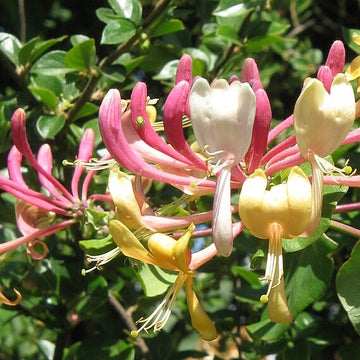 Hermitage Incense: Honeysuckle Rose